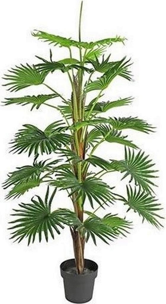 Pflanze in Topf Washingtonia Green - 150 cm