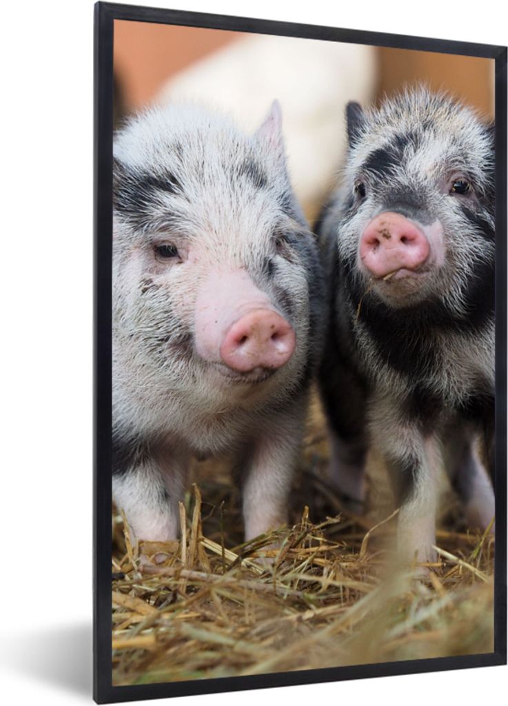 MuchoWow Gerahmtes Poster Schwein - Tiere - Ferkel 60x90 cm - Poster mit Schwarzem Bilderrahmen Wandposter Rahmen Foto Bilder - Kunst