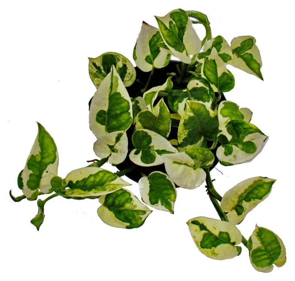 Epipremnum aureum "N'Joy" - Efeutute - kleinblttrig und