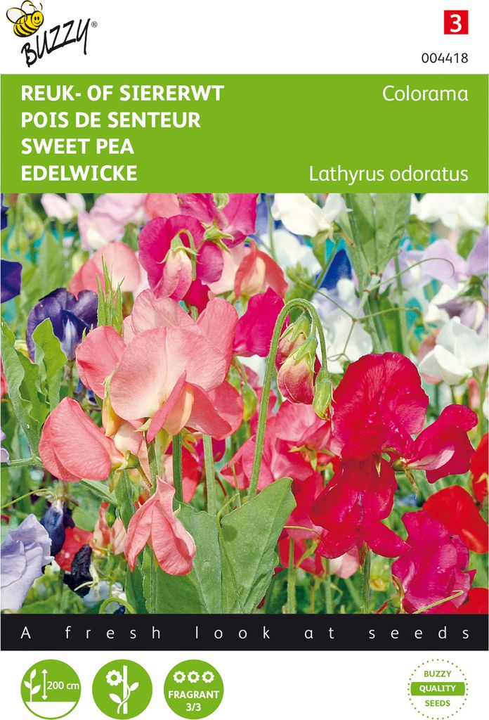 Edelwicke Colorama Mischung | Wickensamen von Buzzy Seeds