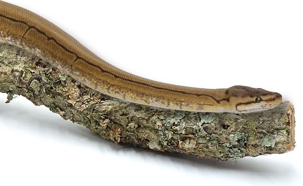 BioBranch Ramo di quercia da sughero di 60 cm, diritto o Immagine del prodotto 