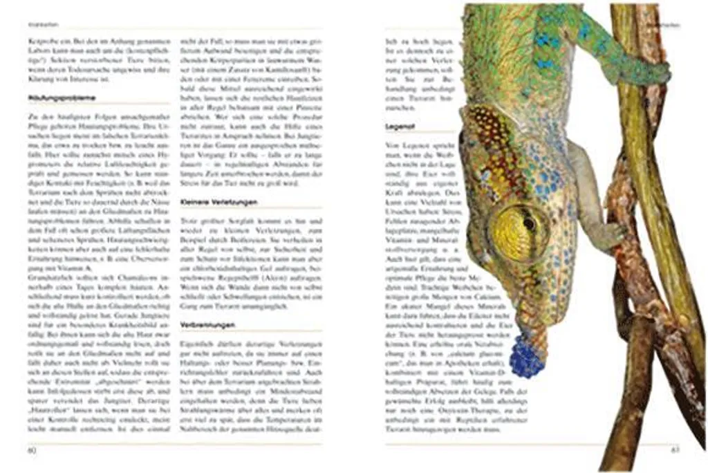 Guide pour Éleveurs de Caméléons : Chamäleons, Drachen unserer Zeit - 2