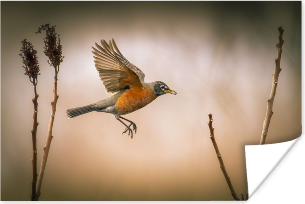 MuchoWow Poster Rotkehlchen - Flügel - Natur 30x20 cm - Plakate - Print