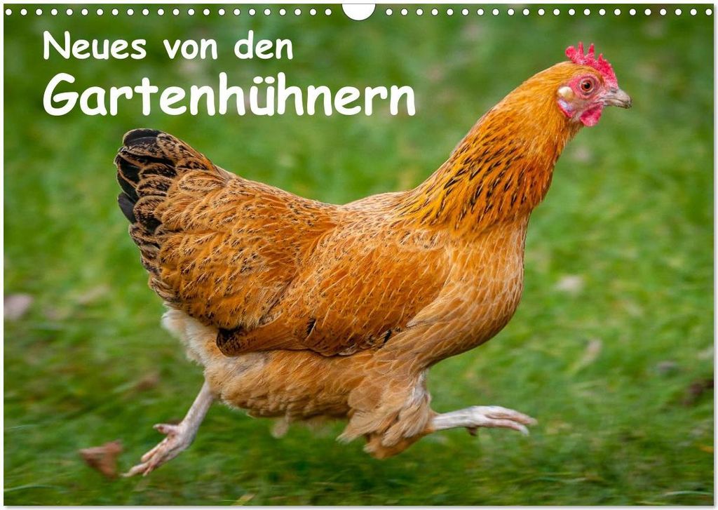 Neues von den Gartenhühnern (Wandkalender 2026 DIN A3 quer), CALVENDO Monatskalender