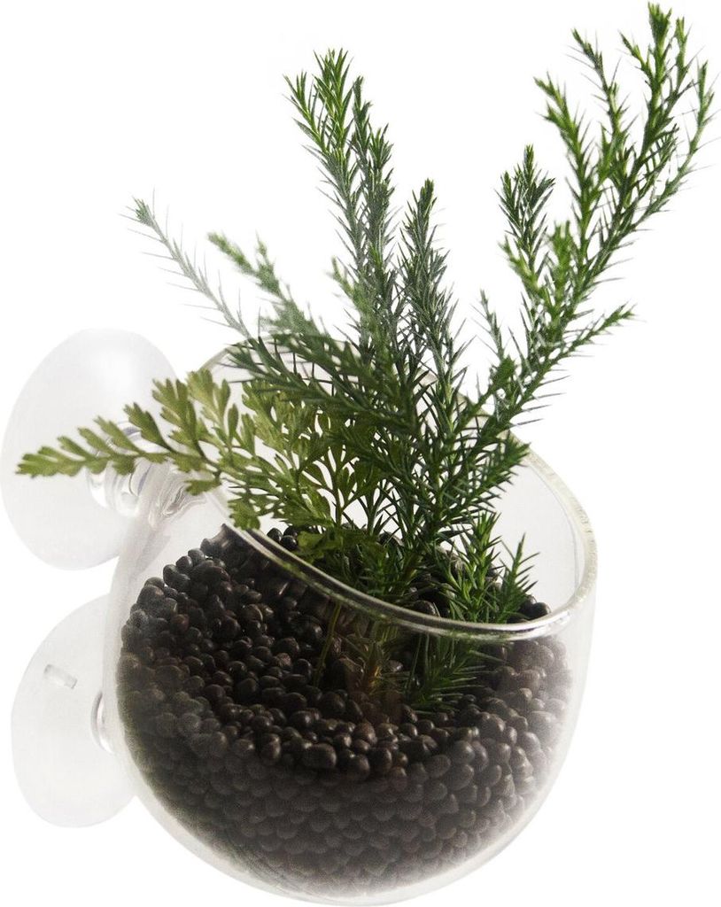 Aqua Della Aquarium Dekoration Plant Cup Glass transparent