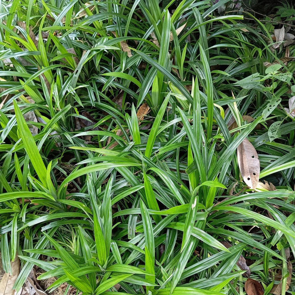 Japan-Segge Carex morrowii Irish Green – 4 Pflanzen 17cm – ca. 50cm hoch – Immergrünes Ziergras grün-gelb – Pflegeleicht & robust – Fü...