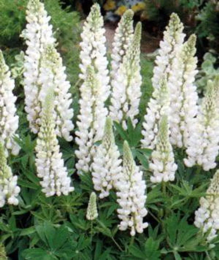Lupin Noble Maiden Blanc Pur - Floraison Verticale - 6 Plants