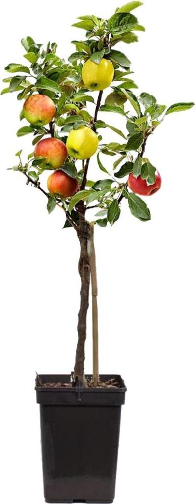 Apfelbaum 'Ozark Gold' – Ca. 170 Cm, Ca. 2 Jahre Alt, Im Topf, Obstbaum Für Garten & Terrasse