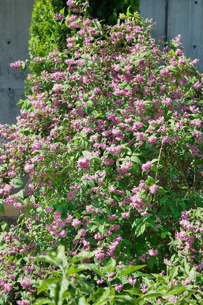 Deutzia 'Strawberry Fields', Maiblumenstrauch, rosa, 60–100 Produktbild 