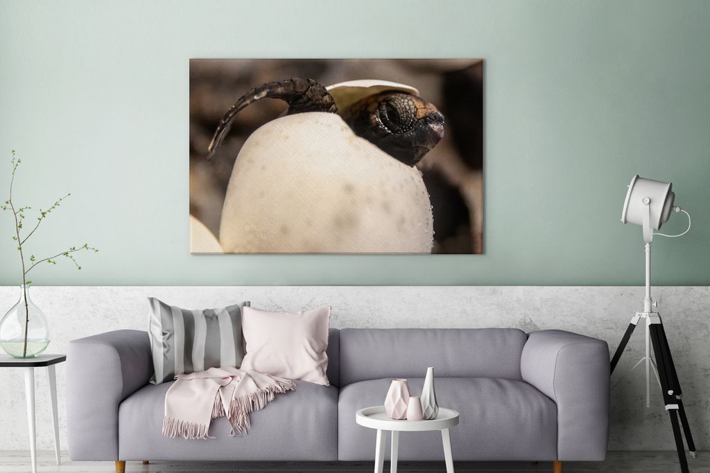 OneMillionCanvasses - Leinwandbilder - 140x90 cm, Schildkröte - Baby - Ei, Wandbilder Kunstdruck Wanddekoration