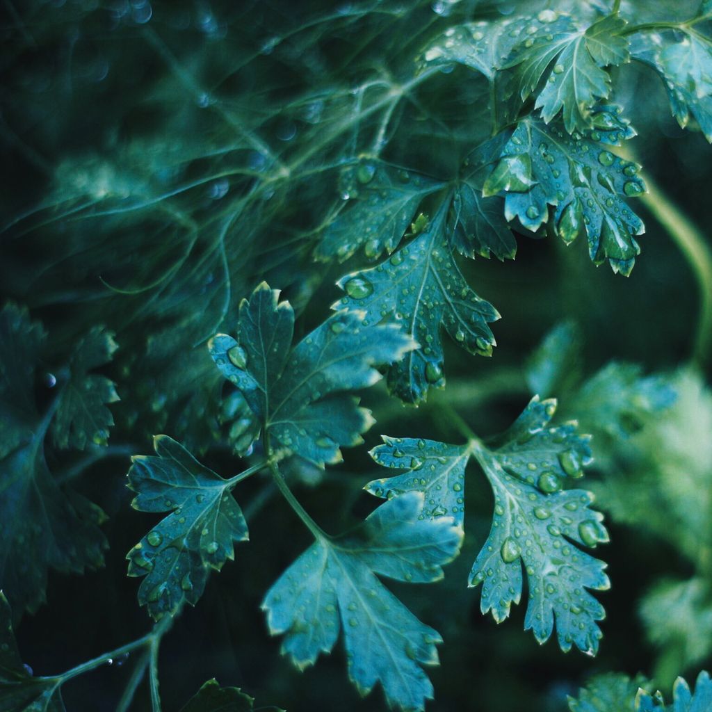 Liebstock Maggikraut Samen - Levisticum officinale - Produktbild 5