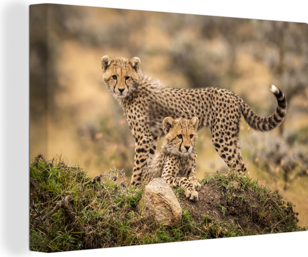 OneMillionCanvasses - Leinwandbilder - 150x100 cm, Leopard - Jungtier - Natur, Wandbilder Kunstdruck Wanddekoration