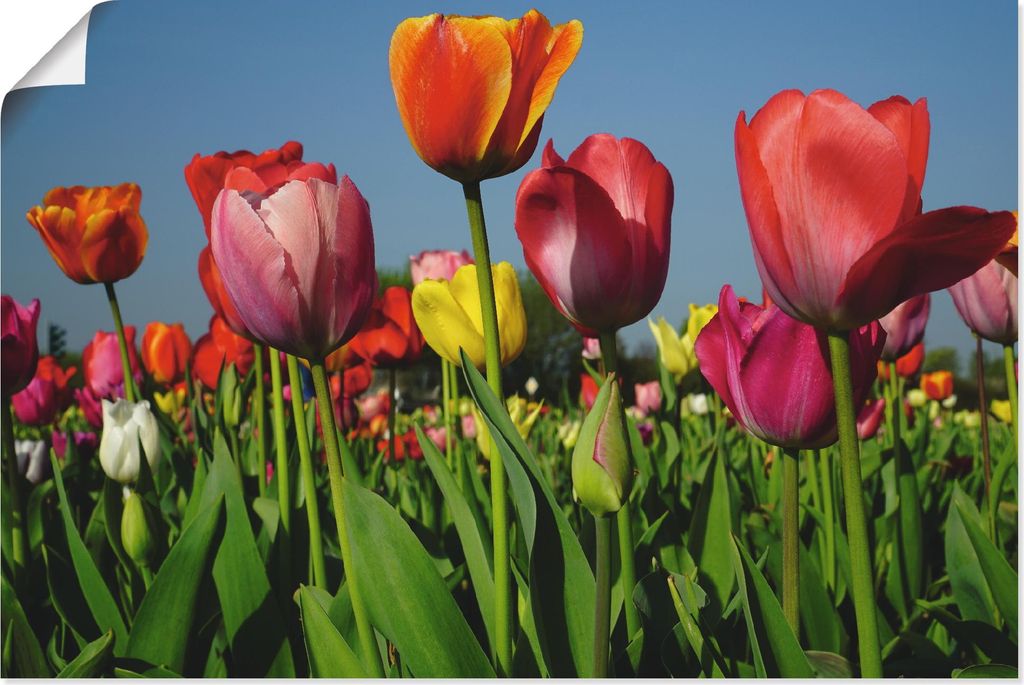 ARTland Poster Buntes Tulpenfeld Größe: 60x40 cm