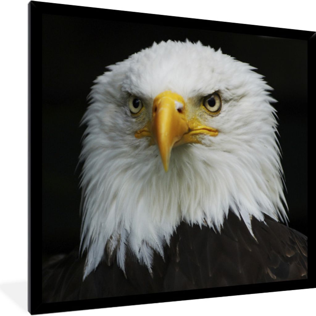MuchoWow Gerahmtes Poster Adler - Schwarz - Weiß 40x40 cm - Poster mit Schwarzem Bilderrahmen Wandposter Rahmen Foto Bilder - Mit Rahmen - Wandd...