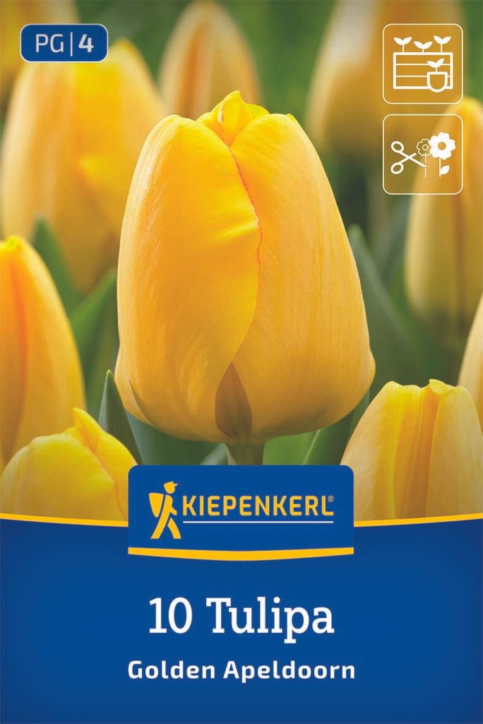Kiepenkerl Darwin-Hybrid-Tulpe Golden Apeldoorn Tulipa Produktbild 