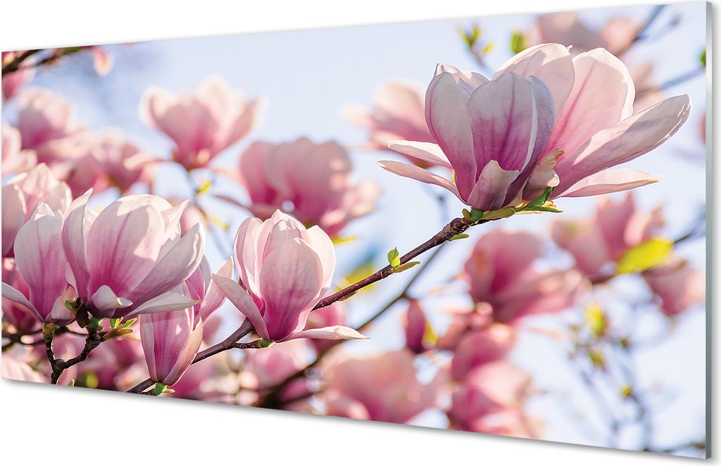 Spritzschutz 100x50 Wandkunst Magnolie