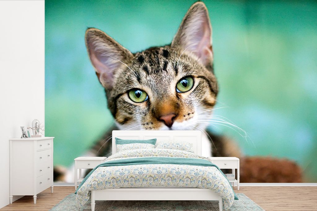 MuchoWow Fototapete für Wohnzimmer oder Schlafzimmer Wandtapete Vinyl Motivtapete Katze - Porträt - Augen - 525x350 cm - Das Hintergrundbild
