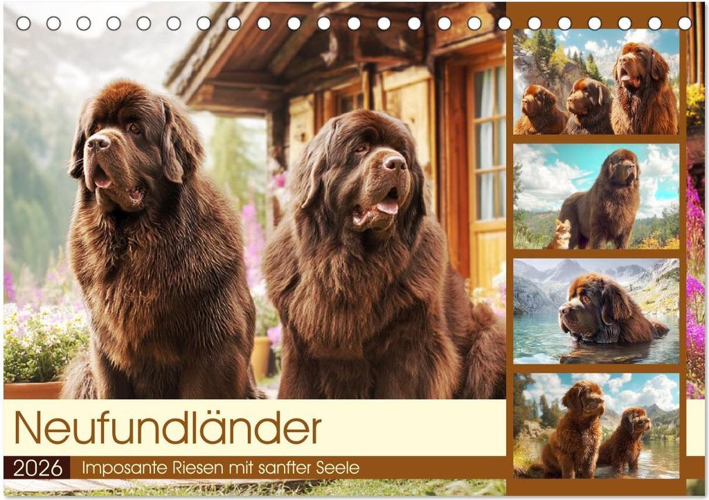 Neufundländer. Imposante Riesen mit sanfter Seele (Tischkalender 2026 DIN A5 quer), CALVENDO Monatskalender