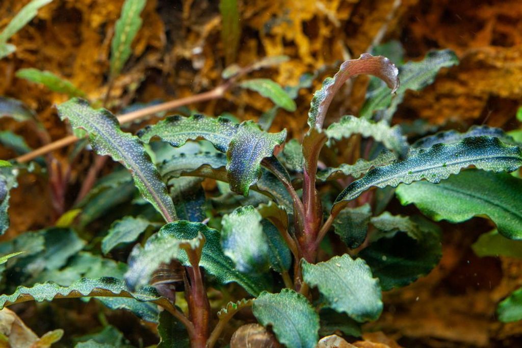 Aquariumpflanze Bucephalandra 'Kedagang' Tropica Nr.139B Wasserpflanzen Aquarium