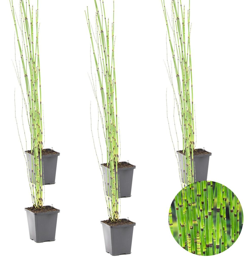 6er-Set Equisetum Japonicum, Schachtelhalm, 20-30 cm, Topf Produktbild 