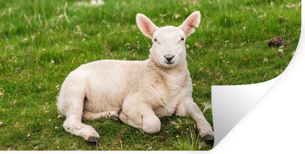 MuchoWow Wandtattoo Wandsticker Wandaufkleber Schafe - Tiere - Lamm 40x20 cm Selbstklebend und Repositionierbar - Aufkleber