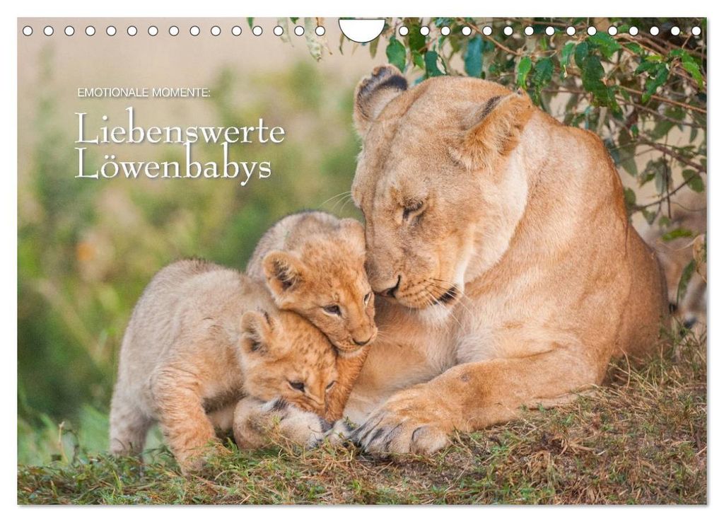 Emotionale Momente: Liebenswerte Löwenbabys / CH-Version (Wandkalender 2027 DIN A4 quer), CALVENDO Monatskalender