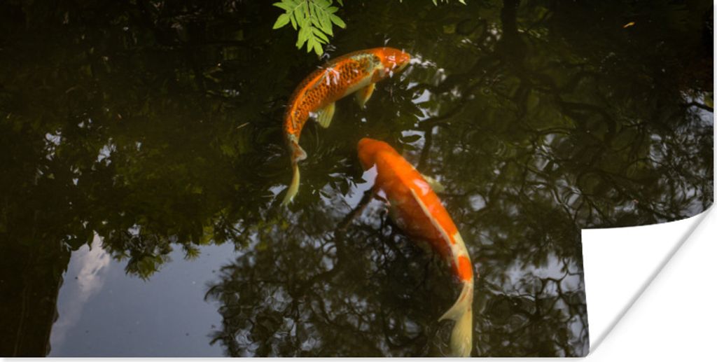 MuchoWow Poster Zwei Koi-Karpfen um einen Teich 80x40 cm - Wanddeko