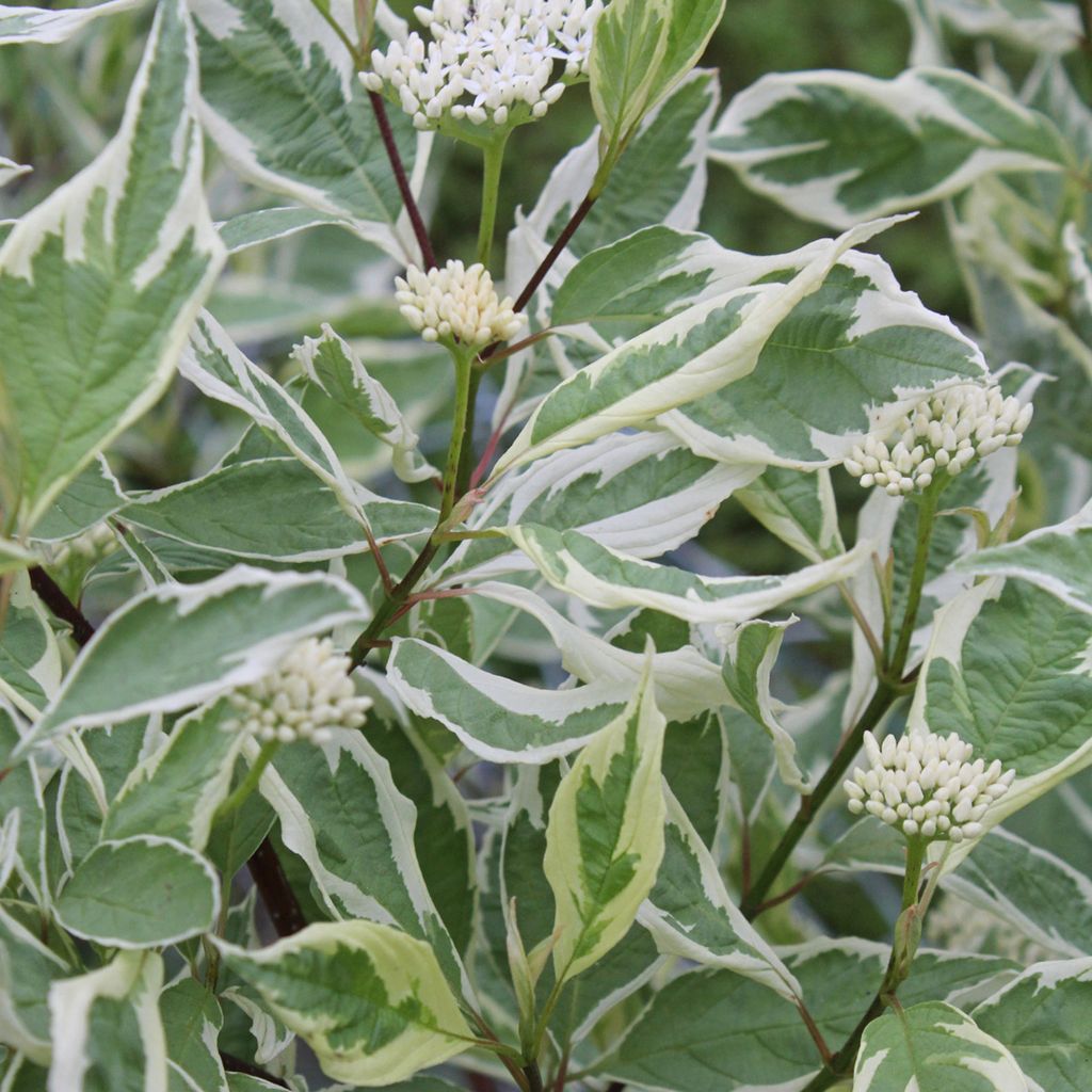 2 x  Hartriegel  - Cornus alba 'Elegantissima'  | 60-80 cm Immagine del prodotto 