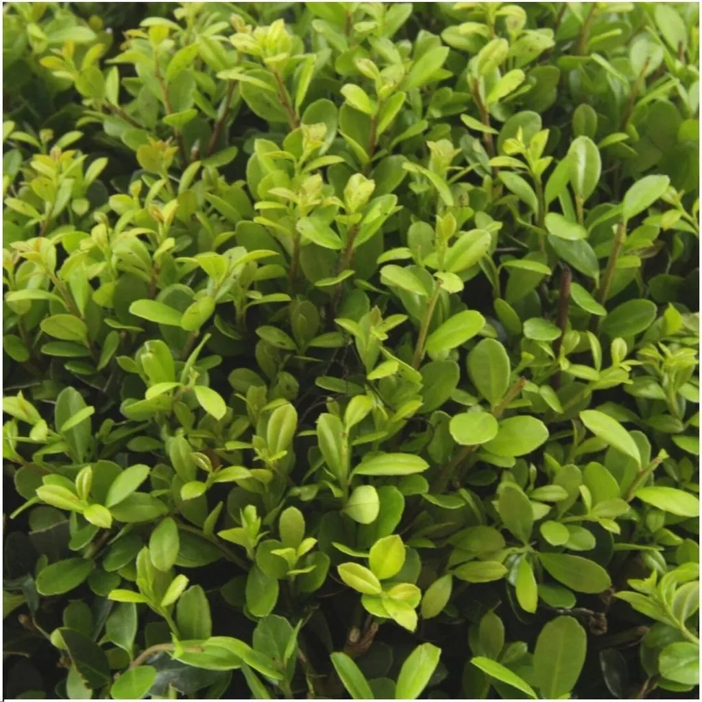Ilex crenata Jenny lot de 6 plantes persistantes alternative au buis