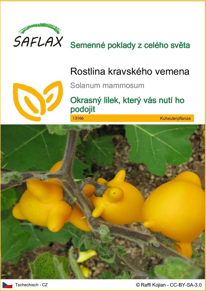 SAFLAX - rostlina kravského vemena - Solanum mammosum - 10 Obrázek produktu 