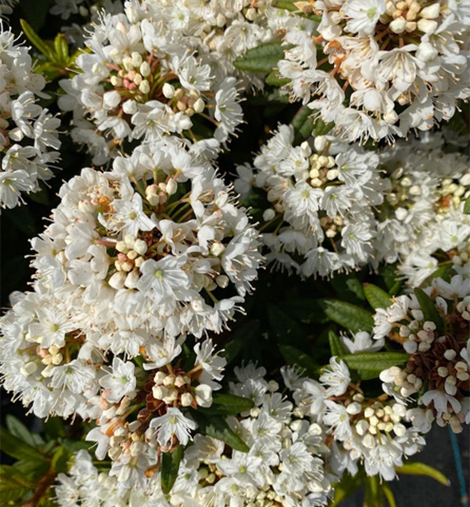 Rhododendron ́MILKY WAY ́ 30-40 cm, Cont. 2 l