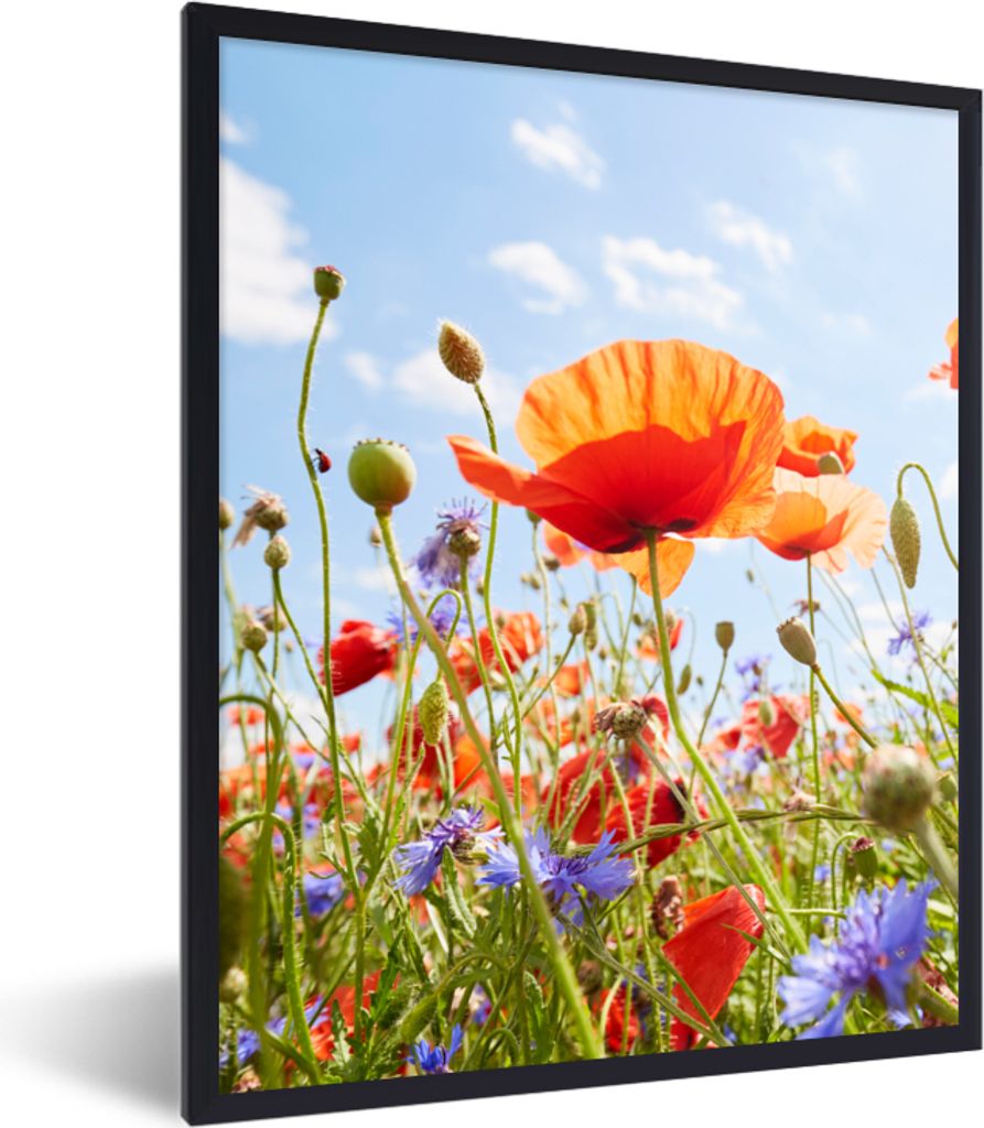 MuchoWow Gerahmtes Poster Blumen - Mohn - Frühling - Natur - Rot - Blau 30x40 cm - Poster mit Schwarzem Bilderrahmen Wandposter Rahmen Foto Bild...