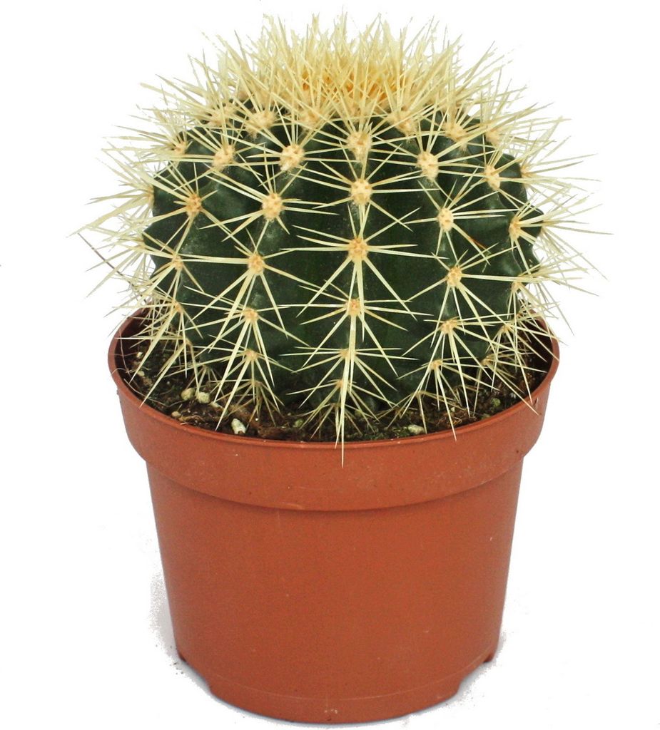 Echinocactus grusonii - Tchynina stoli?ka - v 12cm Obrázok produktu 