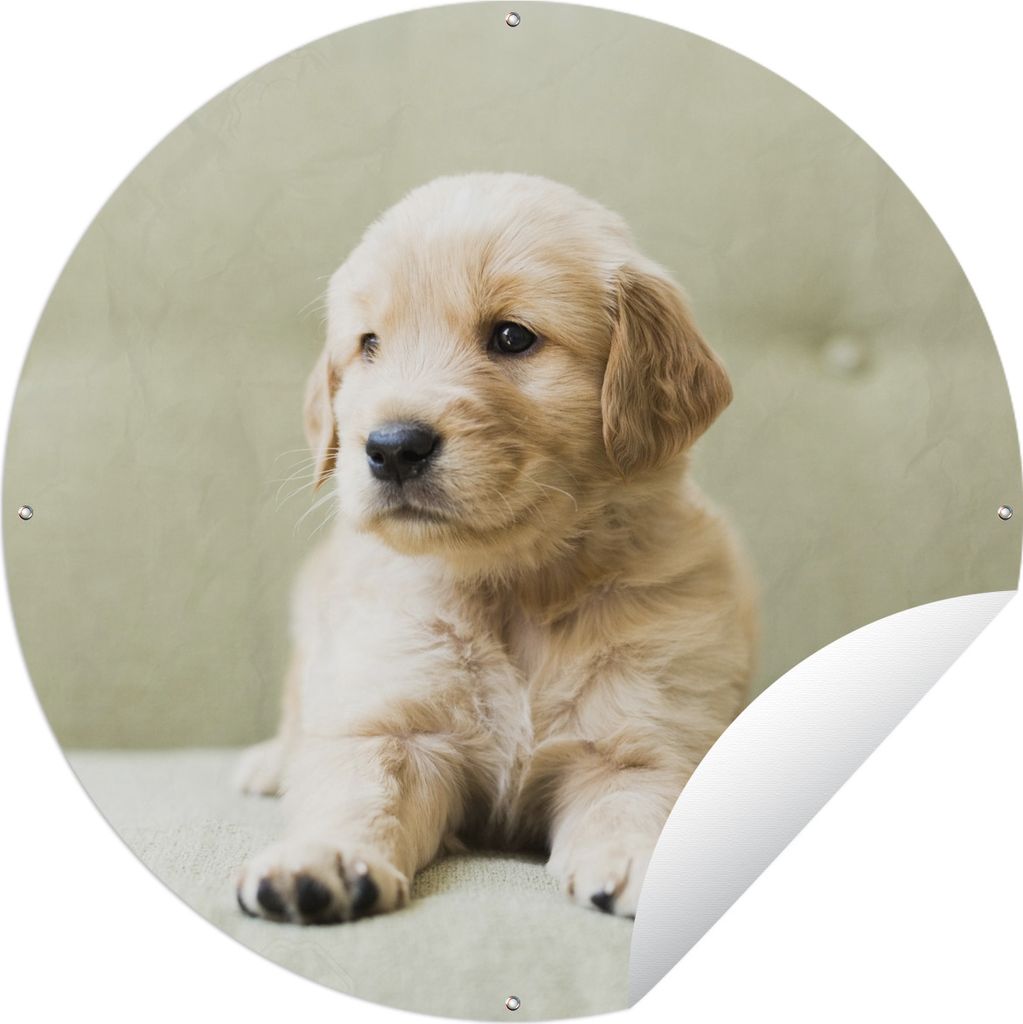 MuchoWow Gartenposter Outdoor-Poster Rund Golden Retriever Welpe auf dem Sofa liegend Ø 150 cm Gartendeko Rundes Poster draußen