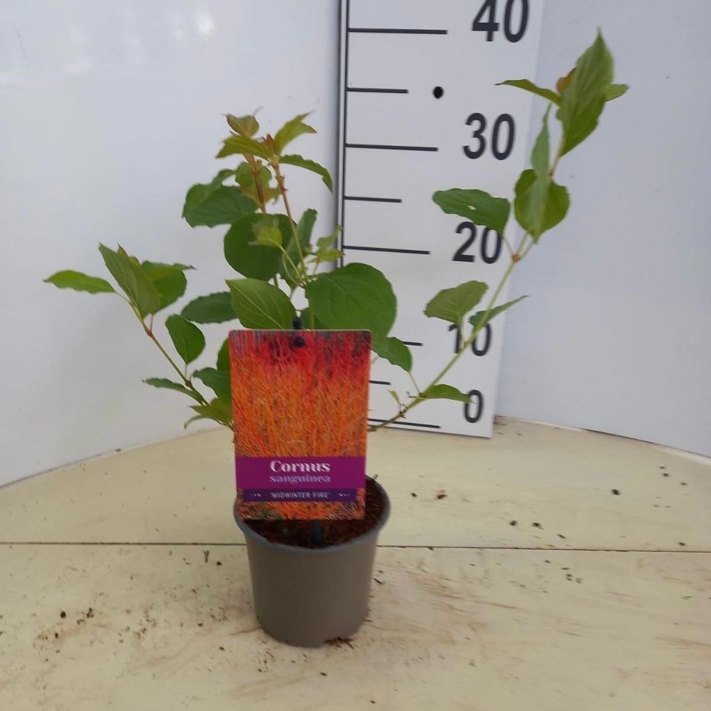 Cornus sanguinea 'Midwinter Fire' - Hartriegel | 25-30 cm im Topf