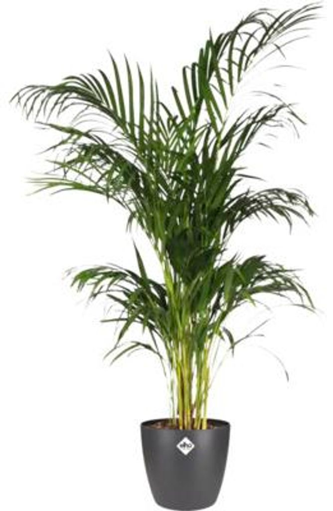 Blumentopf Elho Brussels Kunststoff Ø 14 cm H 12 cm Produktbild 