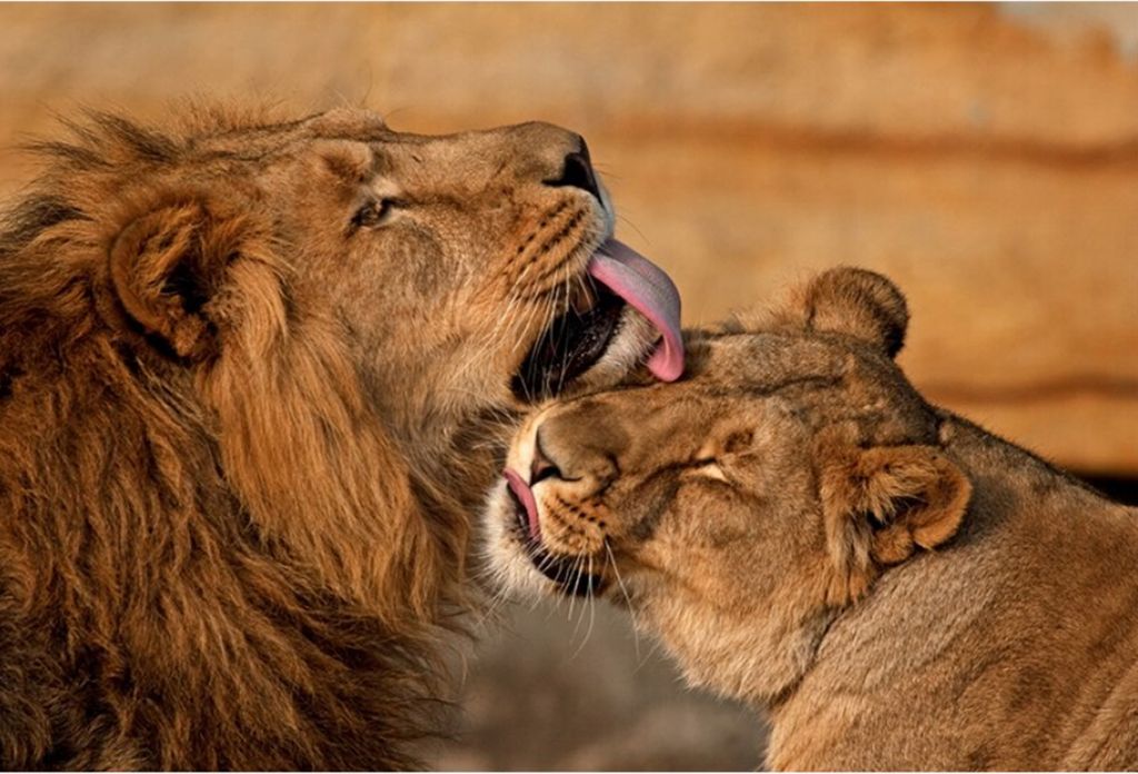 TPFLiving Kunstdruck LW-748 (OHNE RAHMEN) Poster - Leinwand - Wandbild - Hochauflösender Giclée-Druck, langlebig und hochwertig - Verliebtes Löw...