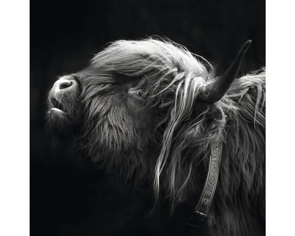 Glasbild Scottish Highland Cattle III 30x30 cm
