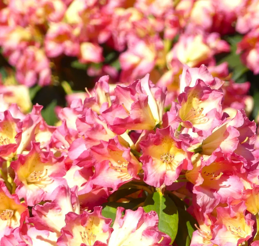 Rhododendron Feuer und Flamme Rose des Alpes - Hauteur Pro 40-50cm