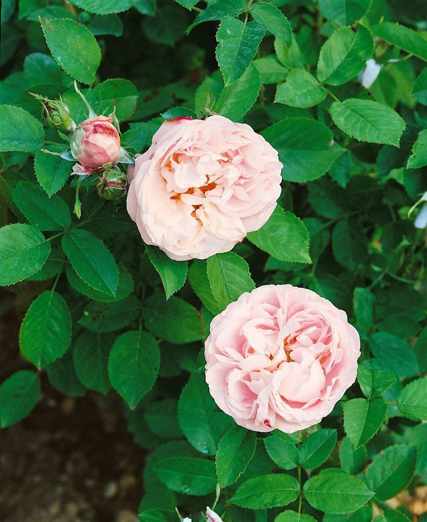 Rosa 'Little White Pet', Strauchrose, weiß, 5-7,5 Liter Container