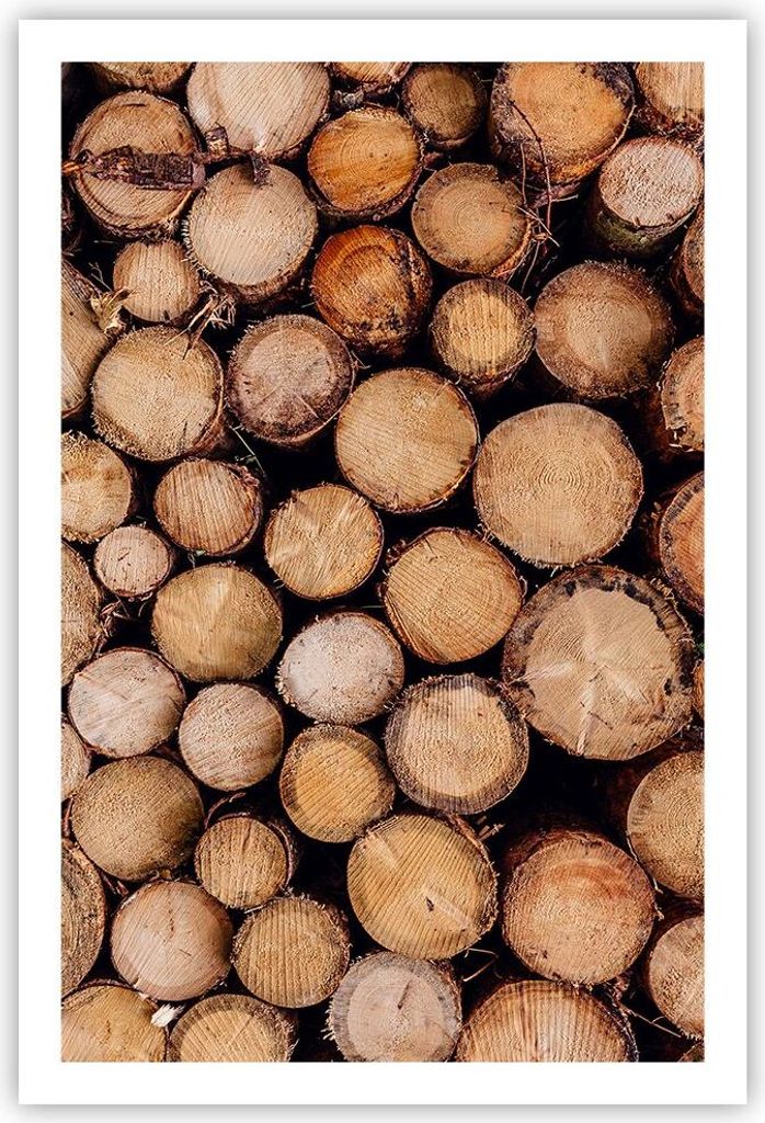 Poster - Poster ohne Rahmen - Holz Baumstämme Stämme - 61x91,5 cm - Wand Bild - Wanddeko - Wandbilder - Kunstposter - Wandposter - Bilder - Kunst...