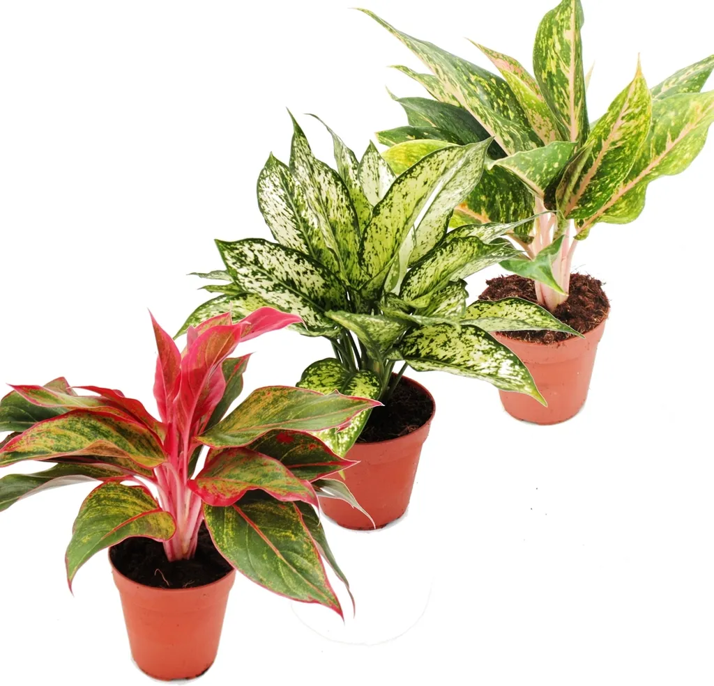 Aglaonema 12cm : Décoration Végétale pour Bureau et Salon - Lot de 3
