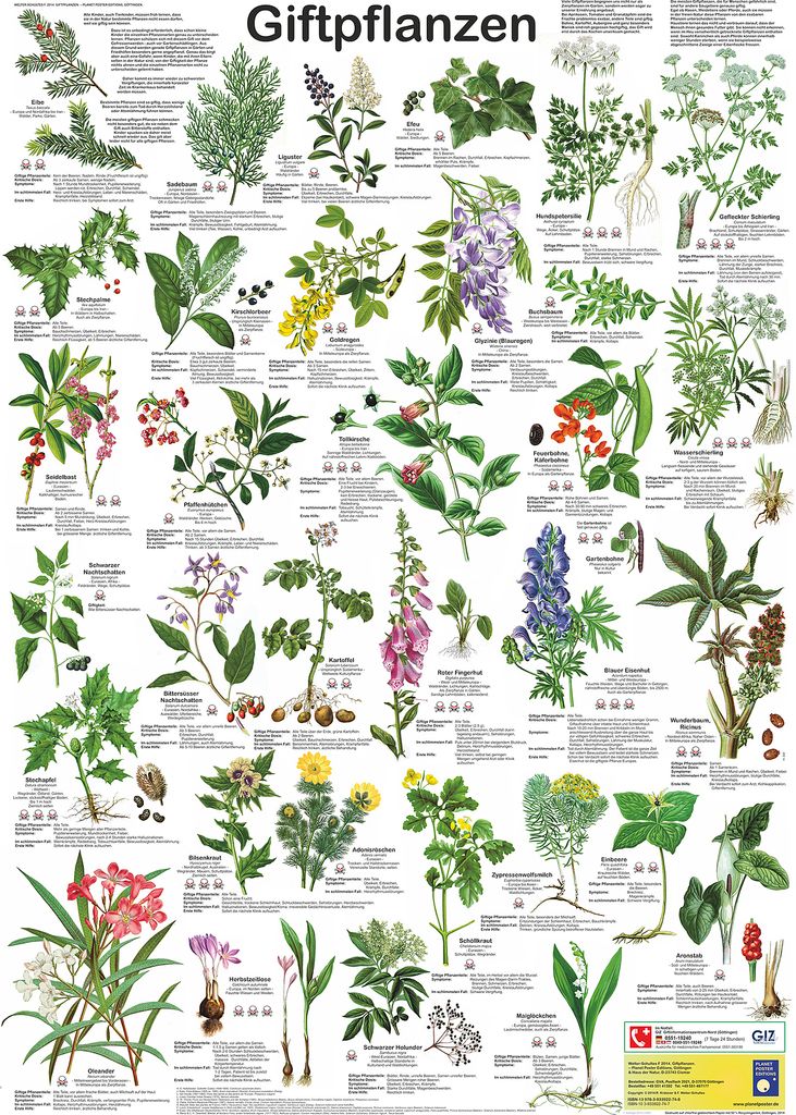 Giftpflanzen Poster deutsch DIN A1 59,4 x 84,1 cm Produktbild 