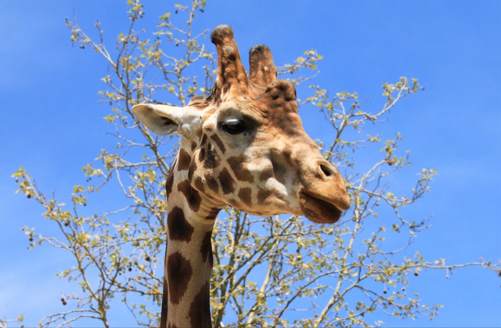 hansepuzzle 78477 - Giraffe Puzzle, 500 Teile, Natur, 46,0 x 30,0cm mit hochwertiger Aufbewahrung, Kartonbox und wiederverschließbarem Beutel