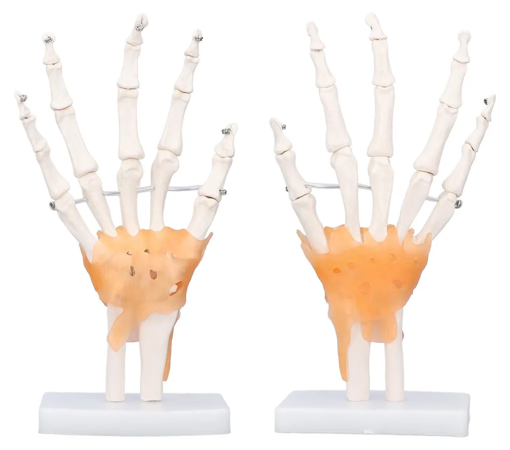 Main en PVC avec articulations mobiles - Taille réelle sur support - 10
