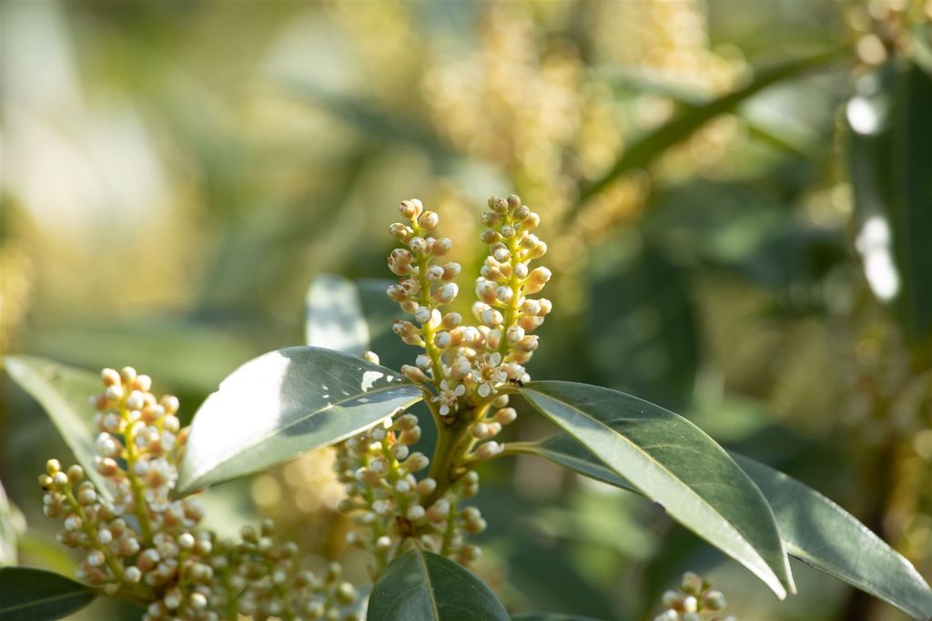 Prunus laurocerasus 'Otto Luyken', Kirschlorbeer,