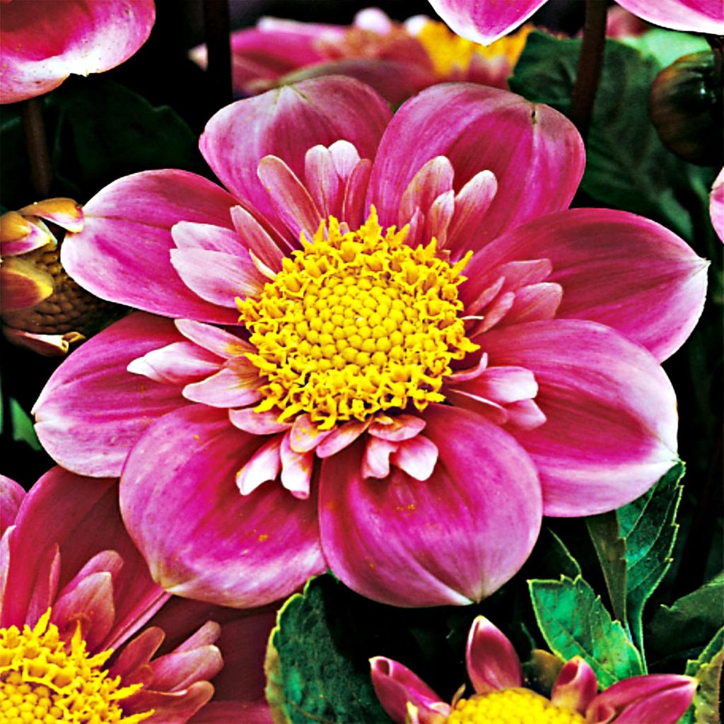 Dahlie Blüten Sommerblumen Herbstblumen Anemonenblütige Produktbild 
