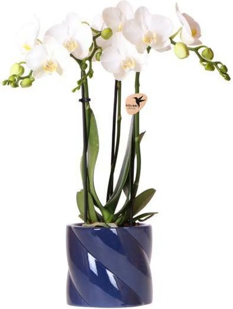 Déco Intérieure Zen avec l'Orchidée Phalaenopsis Blanche en Pot