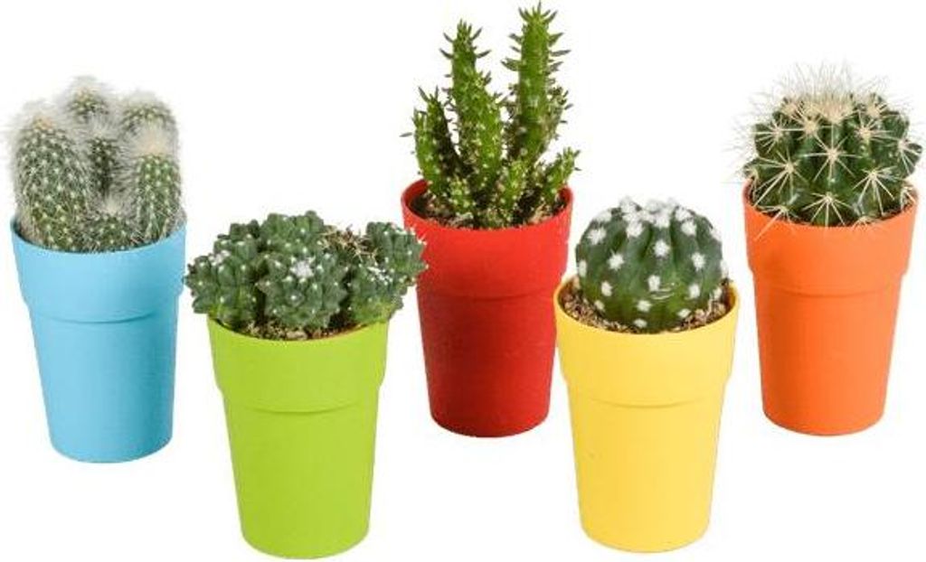 Kakteen Mix 5 Pflanzen Ø5,5cm Farbiger Topf Mini-Kakteen Zimmerpflanzen