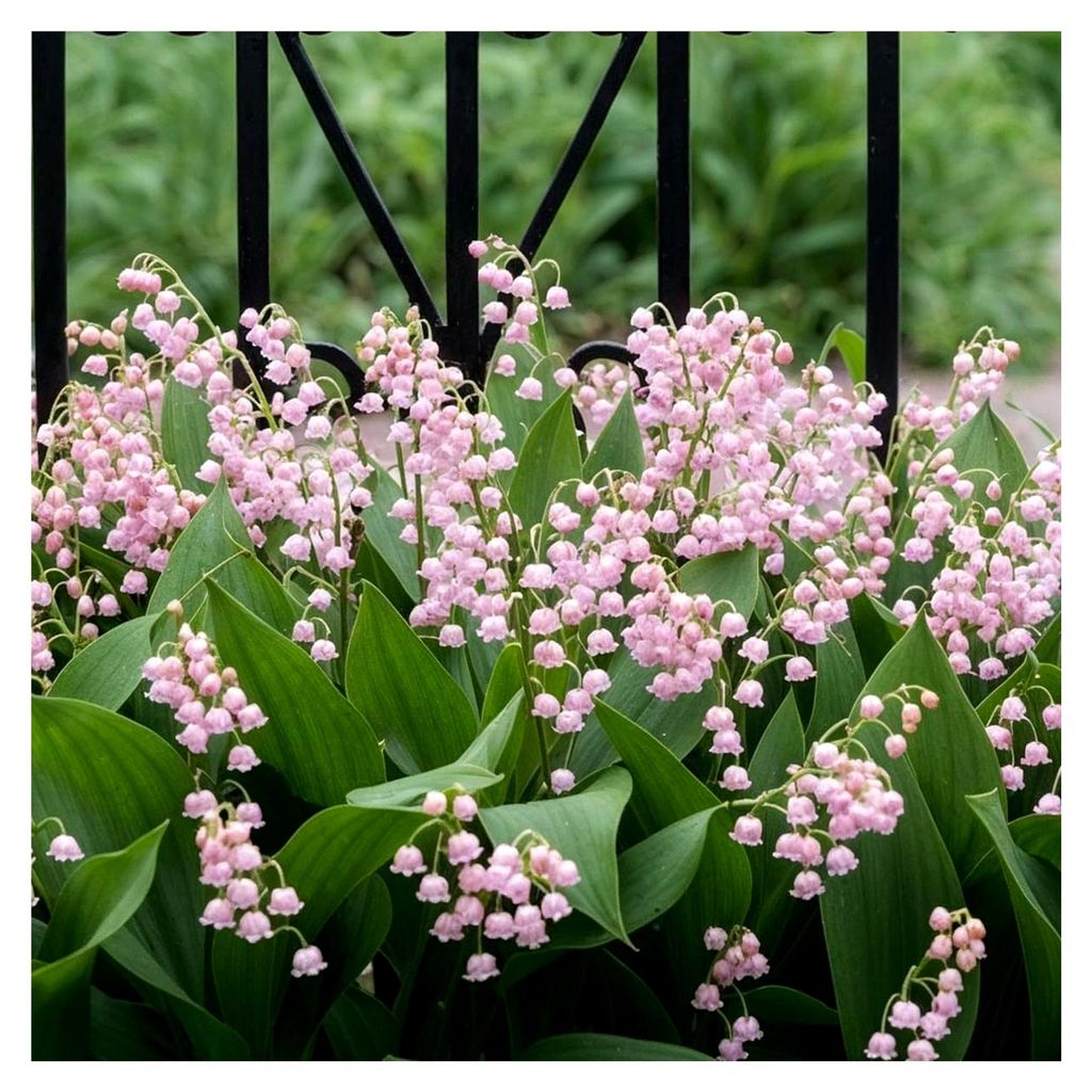 Maiglöckchen Zwiebeln | Rosa Convallaria Majalis | 10 Wurzeln | Winterharte Stauden | Echte Pflanzen aus Holland für den Garten